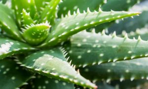 Aloe