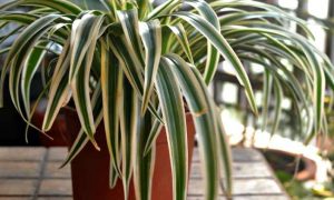 spider plants